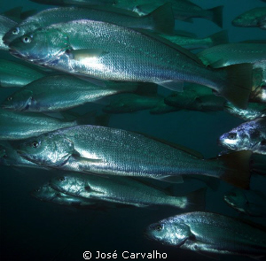 Huge corvina - Imagine yourself surrounded by big schoals... by José Carvalho 
